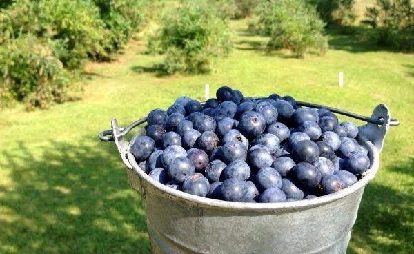 西雅图农场大盘点