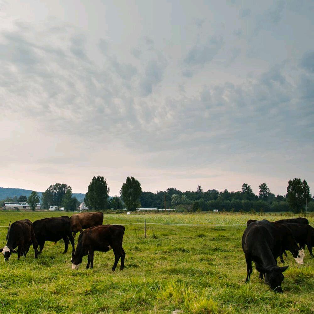 西雅图农场大盘点
