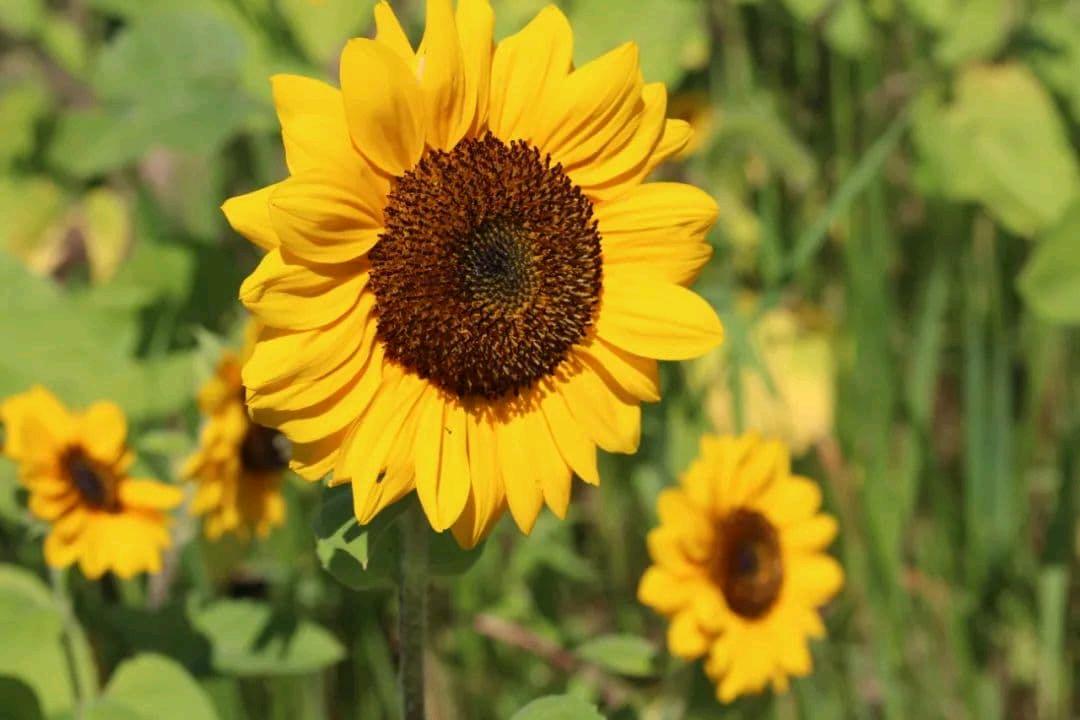 印第安纳农场盘点