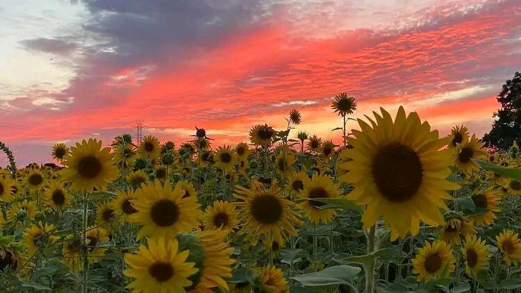 印第安纳农场盘点