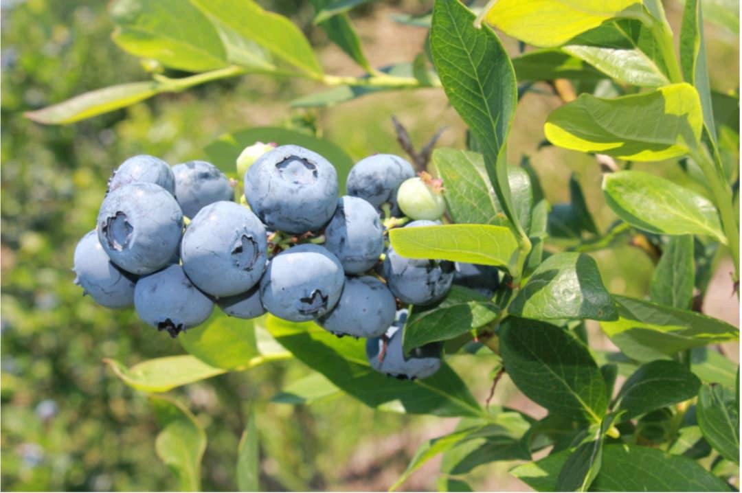 印第安纳农场盘点