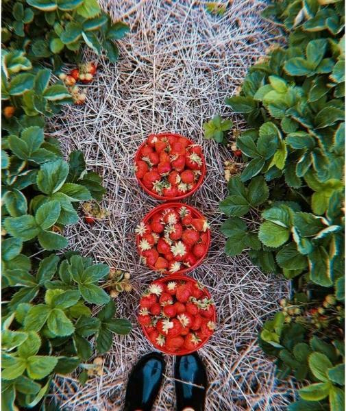 印第安纳农场盘点