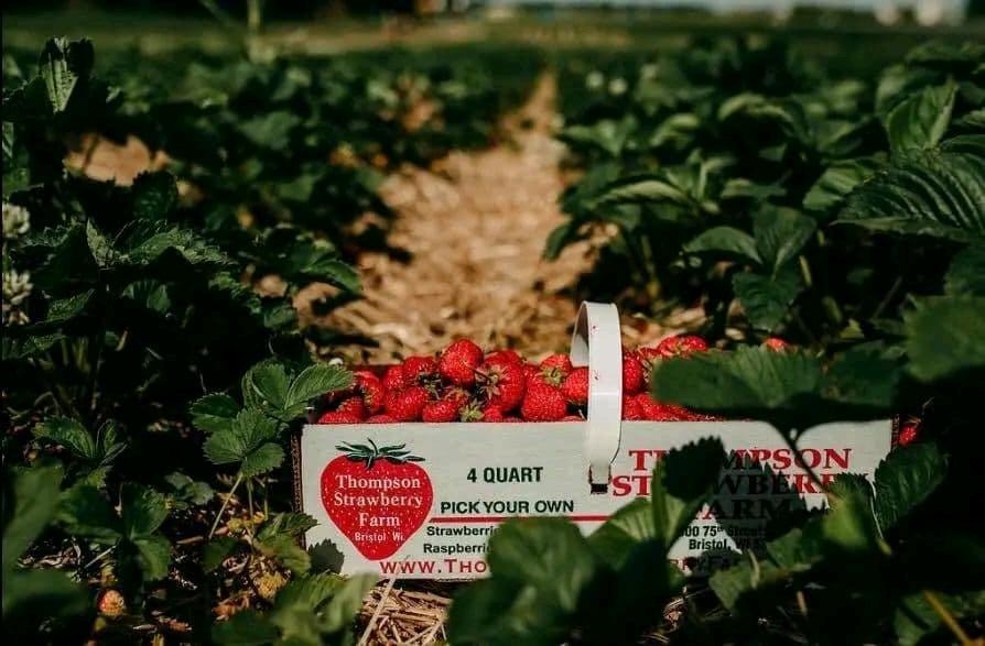 威斯康辛的农场盘点