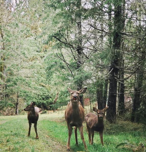 去Harstine Island 与自然一起玩吧