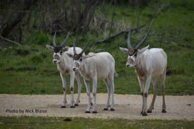 Lake Geneva芝加哥顶级富豪的后花园